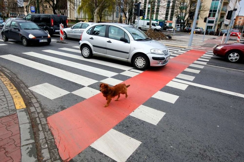 Poznań: Miasto stoi w korkach. Paraliż komunikacyjny [ZDJĘCIA]