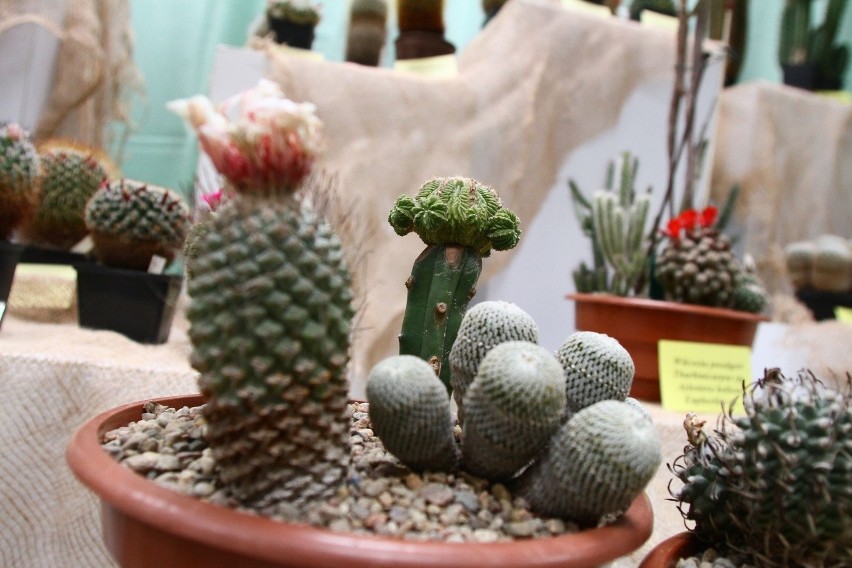 Wystawa kaktusów w Ogrodzie Botanicznym [ZDJĘCIA]