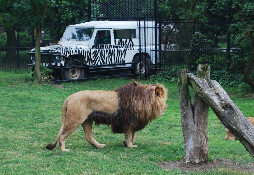 W zoo wjedziesz autem na wybieg lwów!