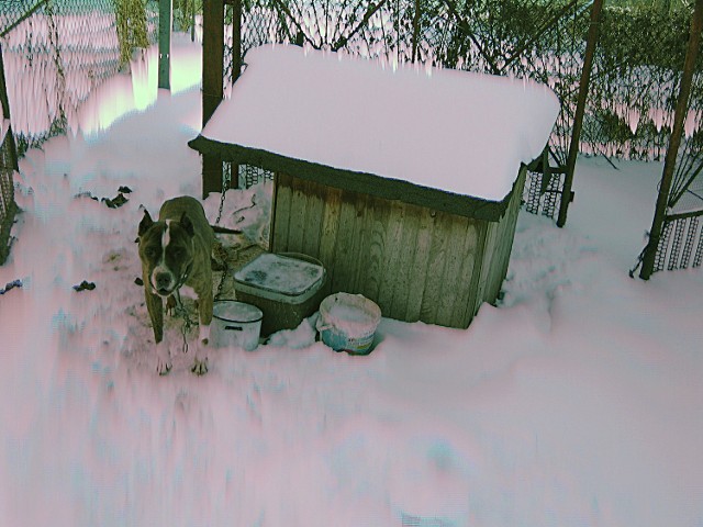 Amstaff przez trzy tygodnie był na łańcuchu bez opieki.