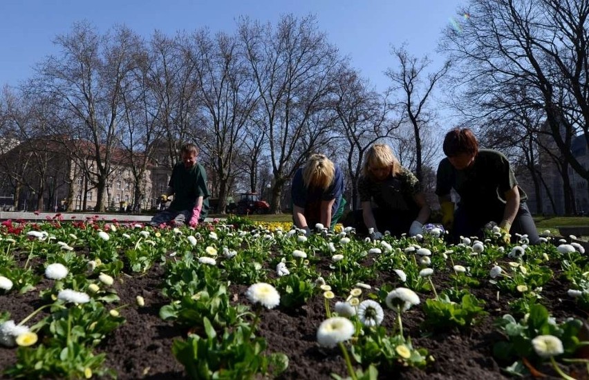 Od poniedziałku w parku im. Mickiewicza przed Operą sadzone...