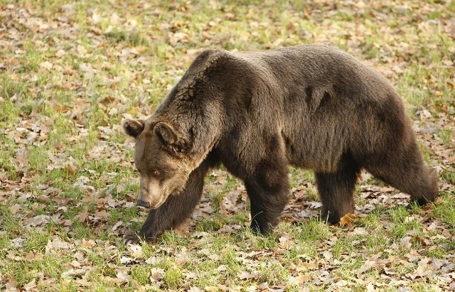 Nawet 10 takich niedźwiedzi może mieszkać niedługo w poznańskim Nowym Zoo.