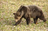 Poznań: Niedźwiedzie zamieszkają w Nowym Zoo