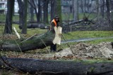 Ile w tym roku kosztuje wycięcie drzewa w Twoim ogrodzie?