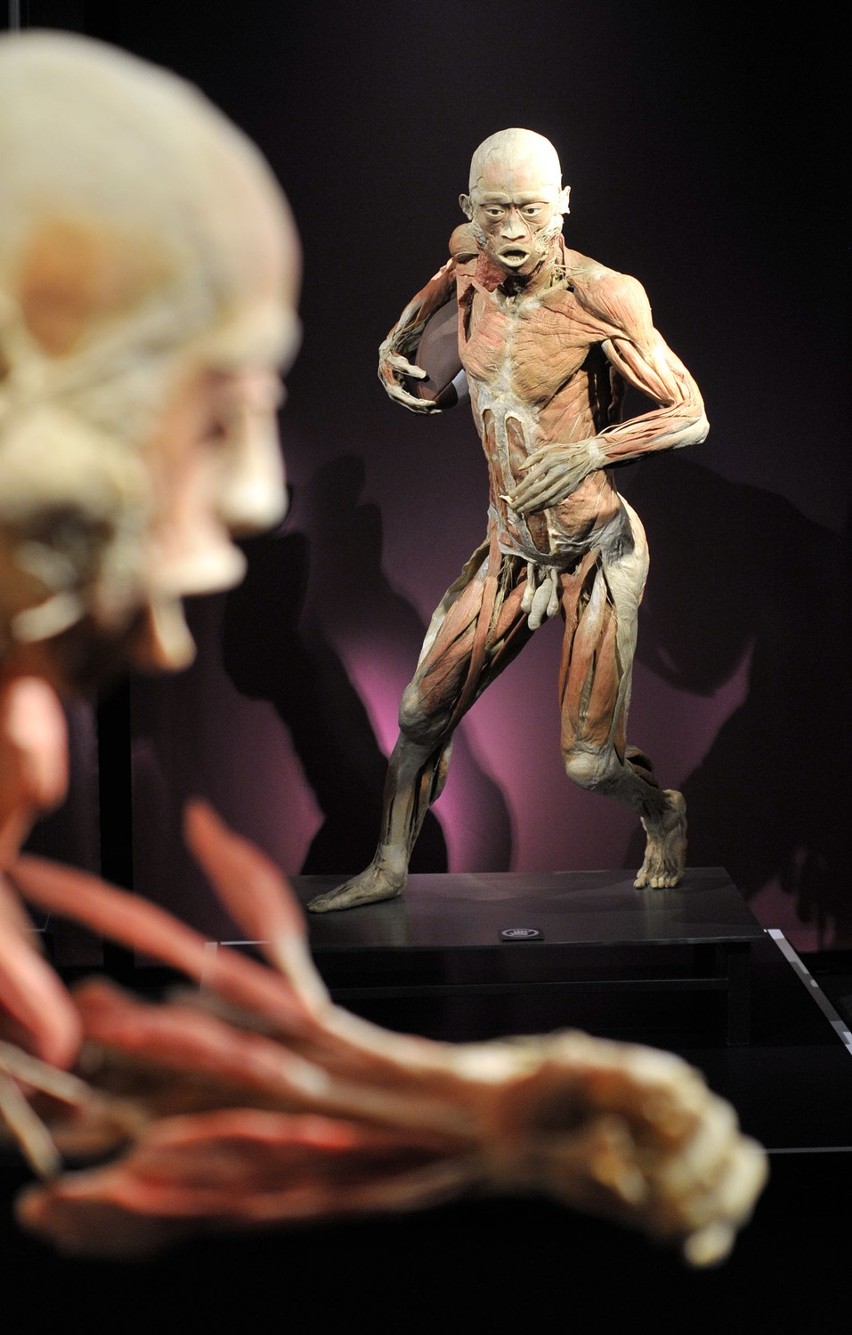 The Human Body: wystawa ludzkich ciał w Krakowie [ZDJĘCIA, WIDEO]