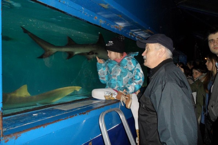 Rekiny w Jaworznie. Zobacz je w ogromnym akwarium