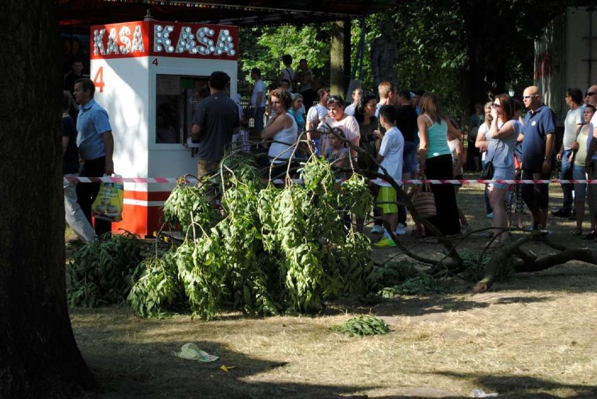 Wypadek na Dniach Szamotuł. Konar drzewa ranił 3 osoby. FOTO 