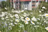 Łąka kwietna przy ul. Konopnickiej w Malborku to dowód na to, że można przełamać samoobsługowymi roślinami monotonię miejskich trawników 