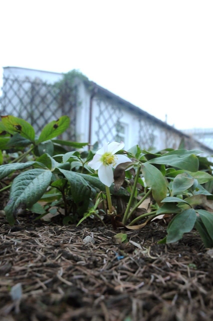 Kraków. Bratki zakwitły w ogrodzie botanicznym [ZDJĘCIA]