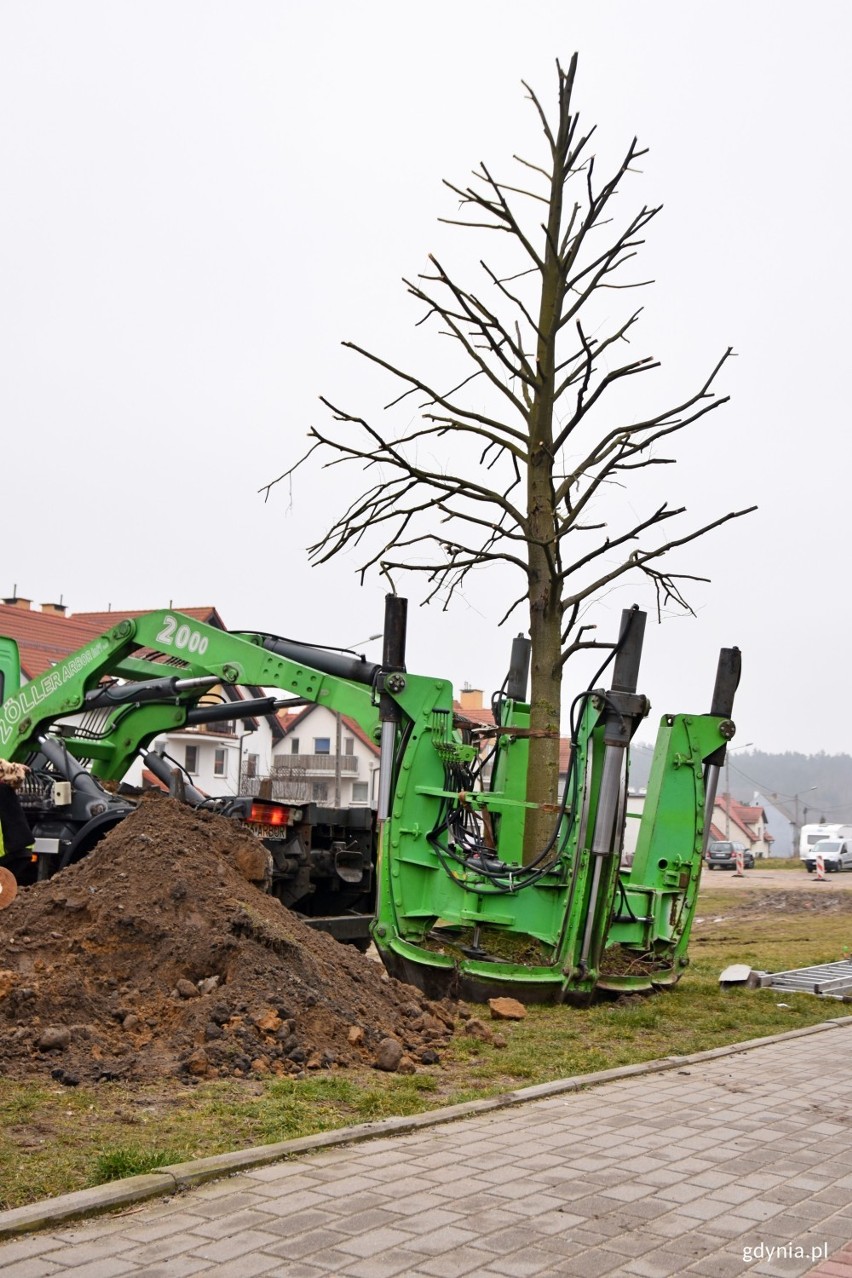 Urzędnicy z Gdyni znaleźli sposób na ocalenie drzew z okolic planowanego węzła Karwiny. Zastosowano nowatorską metodę i je przesadzono