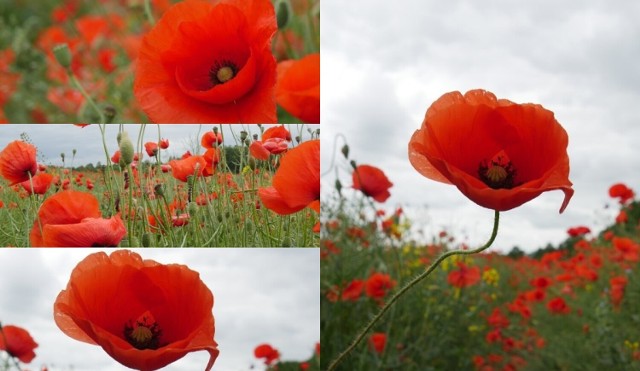 Zobacz wyjątkowe zdjęcia ogromnych pól maków. Znajdziesz je pod Ślesinem 

Wielka pola czerwonych maków przyciągają nie tylko fotografów, ale również przejeżdżających kierowców. Trudno się dziwić – ich widok wprost zapiera dech w piersiach, o czym można się przekonać oglądając nasze zdjęcia.