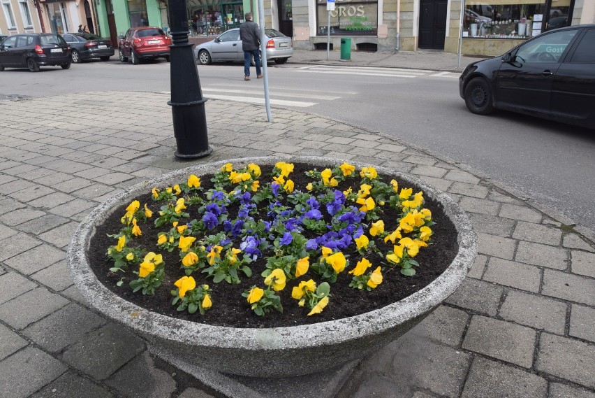 Wiosna zawitała do Kościana. Rynek i ulicę Wrocławską zdobią bratki