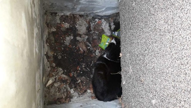 Strażnicy miejscy dostali zgłoszenie o kocie uwięzionym w otworze przy okienku piwnicznym w budynku przy ul. Lwowskiej. Kiedy dotarli na,  miejsce zobaczyli, że w jednym z otworów jest dorosły, dziki kot.

Czytaj również: Pies zawisł na płocie w Zielonej Górze. Oswobodzili go strażnicy miejscy


Mieszkańcy powiedzieli strażnikom, że kot znajduje jest w tym miejscu, już od trzech tygodni. Początkowo myśleli, że sam wydostanie się z otworu. Potem próbowali mu pomóc, ale nie udało się im.  Wrzucali do otworu jedzenie i podawali kotu wodę. Dzięki temu przetrwał. Po trzech tygodniach postanowili poszukać pomocy.

Strażnicy początkowo chcieli wydobyć zwierzę rękoma, ale kot gryzł i drapał funkcjonariuszy.  W dodatku schował się w głąb otworu za odpadami, które się w nim znajdowały.

Do wyciągnięcia zwierzaka  strażnicy  użyli sprzętu do odławiania zwierząt.  Po upewnieniu się, że kotu nic nie dolega, wypuścili go na wolność.

WIDEO: Piroman szalał w centrum miasta
