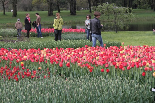 Tulipany w Ogrodzie Botanicznym w Łodzi
Co robić w długi majowy weekend?