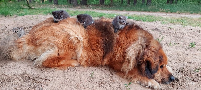 Międzynarodowy Dzień Kota. Oto pupile naszych Czytelników [ZOBACZCIE ZDJĘCIA]