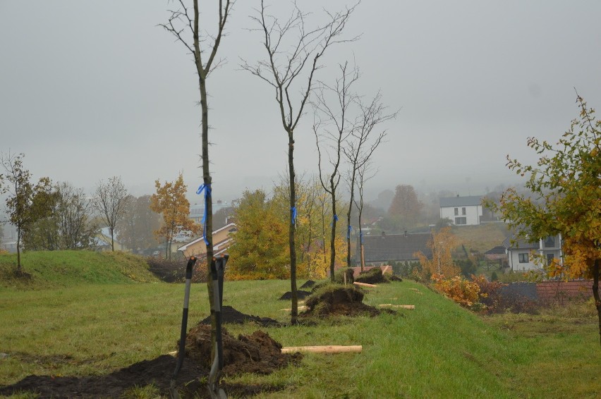 Kwidzyn: W parku za Urzędem Miejskim Jabil posadził drzewa [ZDJĘCIA]