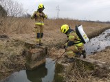 Gmina Kamieńsk. Strażacy znów usuwali plamę groźnej substancji z rzeki Kamionki. Znaleźli jej źródło