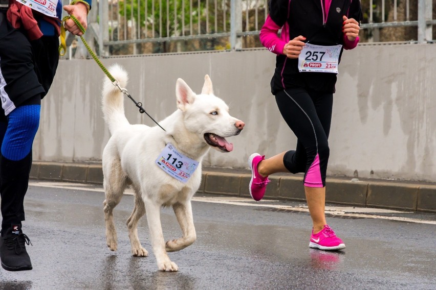 Psy dla biegaczy. Poznaj najlepsze rasy psów dla biegaczy....