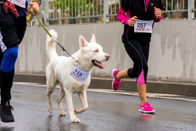Psy dla biegaczy. Poznaj najlepsze rasy psów dla biegaczy. Te psy kochają sport! >>>
