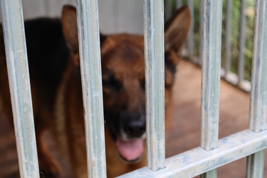 Pieskie życie w azylu dla zwierząt po służbie. Zakątek Weteranów potrzebuje naszej pomocy! [FOTO, FILM]
