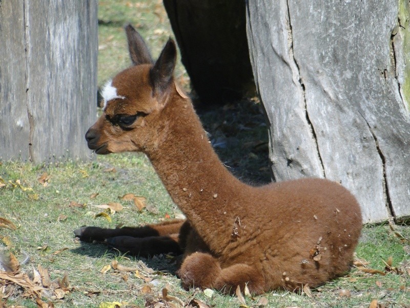 Alpaka Justynka w Starym Zoo.