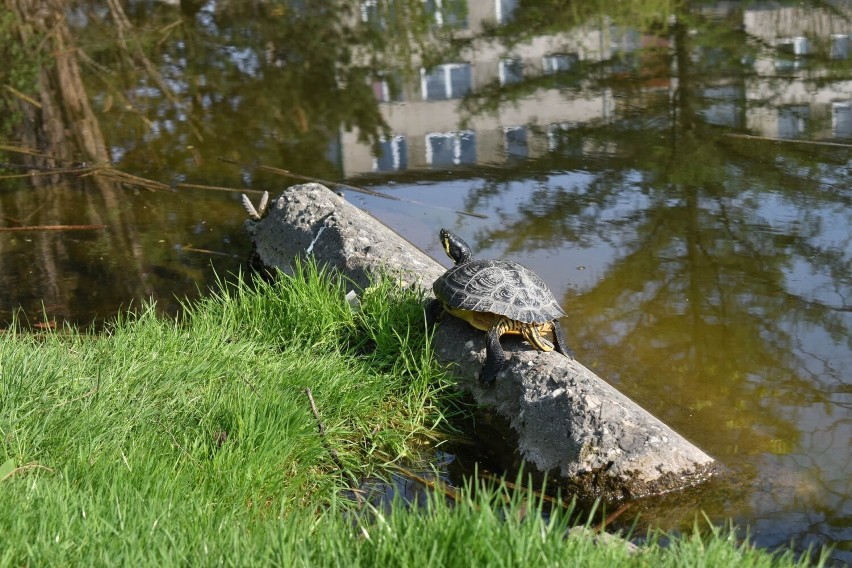 Nietypowy mieszkaniec stawu w centrum Olkusza