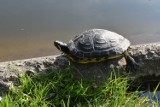 Nietypowy mieszkaniec stawu przy ulicy Nullo w Olkuszu. W zbiorniku zadomowił się 30-centymetowy żółw żółtobrzuchy [ZDJĘCIA] 