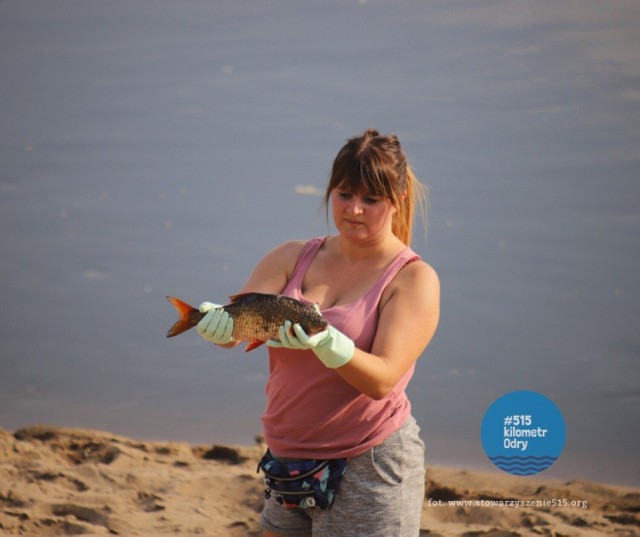 Zdjęcia z Lubuskiego, gdzie również z wody wyławiane są tony martwych ryb
