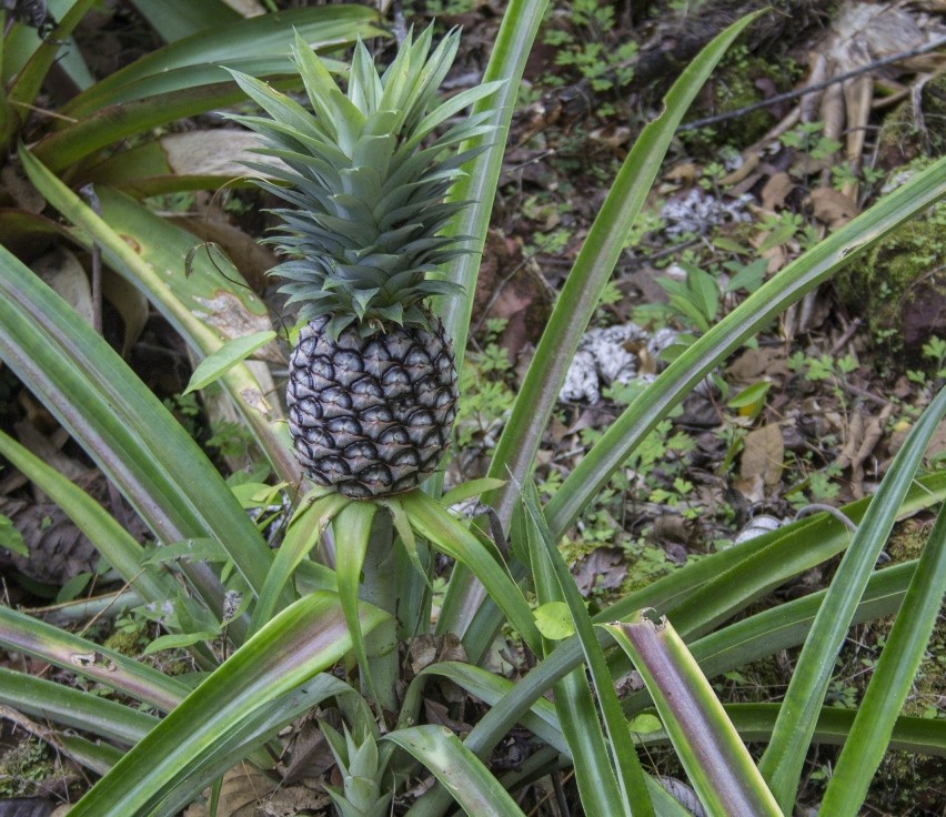 Ananas należy do owoców, które można wyhodować w domu. Co...