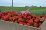 Smaczne truskawki prosto z pola koło Krzepowa. W tym roku jest ich mniej i będą jeszcze przez dwa tygodnie
