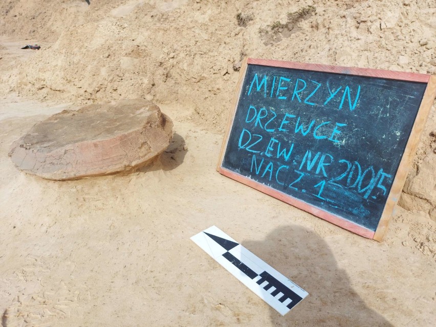 Kolejne odkrycie archeologiczne nad Jeziorem Mierzyńskim....