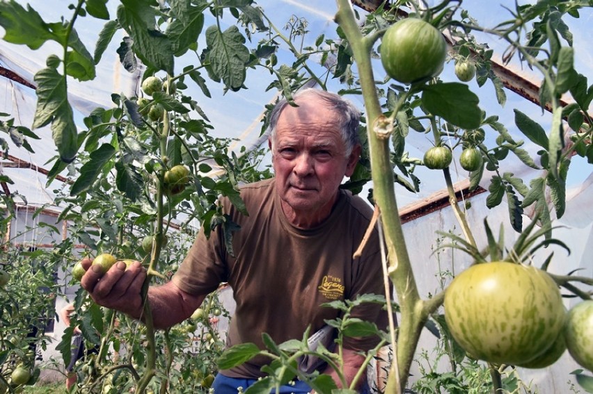 Ekologiczne pomidory z Lipiec pod Legnicą