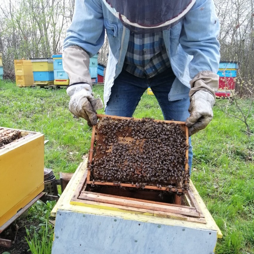 Z wizytą w Pasiece Nowaccy. Pszczoły już pracują i potrzebują naszego wsparcia. ZDJĘCIA