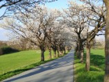 Aleja kwitnącej czereśni 12 km od Zgorzelca. Zachwycające miejsce na krótki  majówkowy spacer