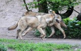 Niedźwiedzie coraz częściej atakują niszczą ule, a wilki podchodzą pod gospodarstwa. RDOŚ Rzeszów ma na to sposób