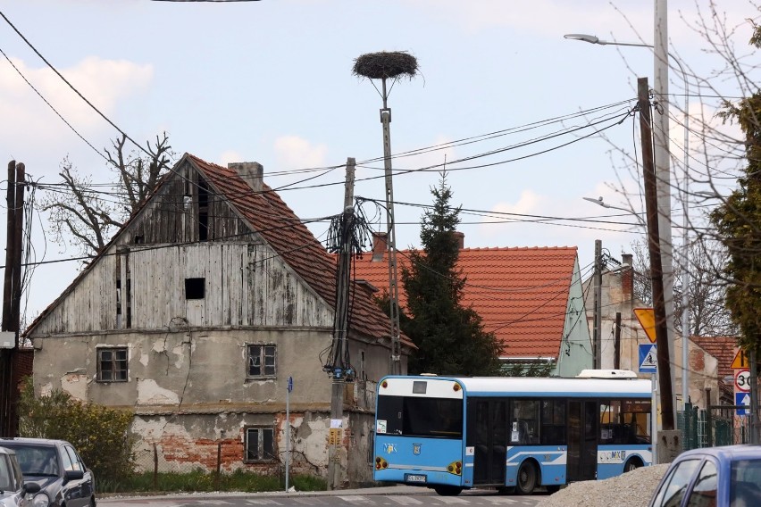 Przyleciał pierwszy bociek do Legnicy, siedzi w gnieździe przy ulicy Szczytnickiej