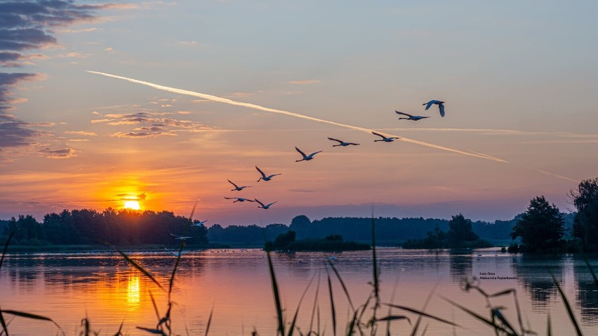 Wschód słońca nad Stawami Milickimi to czysta magia