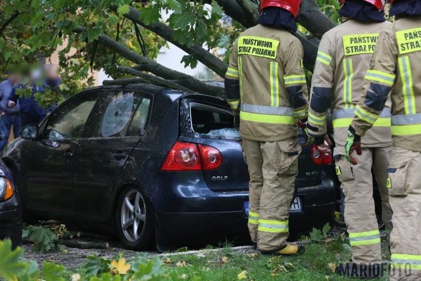 Drzewo przewróciło się na samochody w Opolu.
