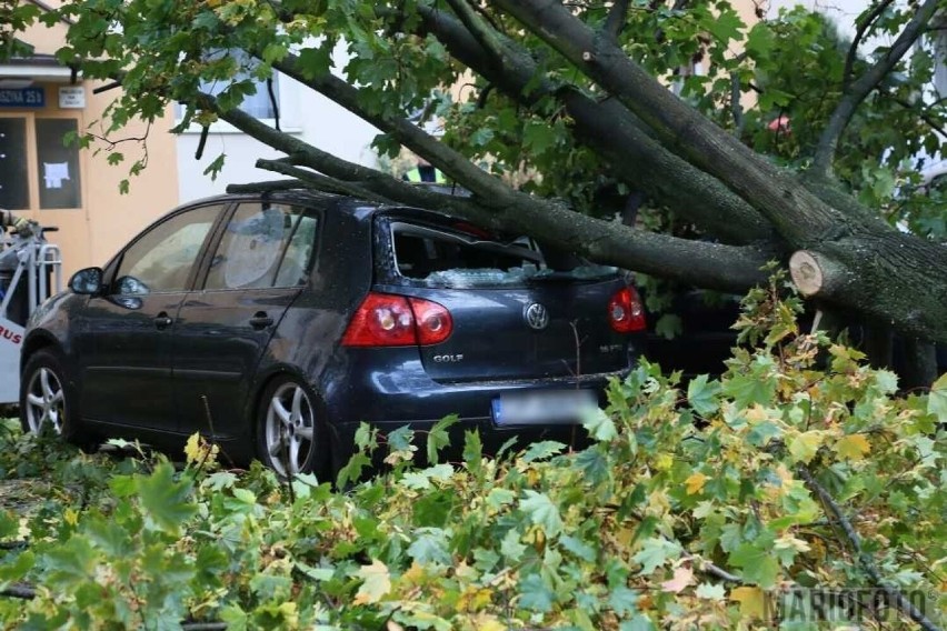 Drzewo przewróciło się na samochody w Opolu.