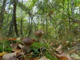 Puszcza Notecka - jeśli nagle nie zacznie porządnie padać deszcz, to... w tym roku w naszych lasach może wcale nie być grzybów