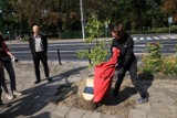 "Betonowy Jaśkowiak" stanął w Poznaniu. Nietypowy pomnik w walce o zieleń w mieście. "Należy się betonowemu królowi"
