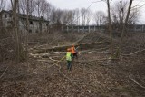 Poznań: Na Starołęce wycinają drzewa. Mieszkańcy czują się oszukani [ZDJĘCIA]