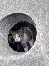 Brzeg. Kot uwięziony w studzience małej oczyszczalni ścieków. Pomogli mu strażacy