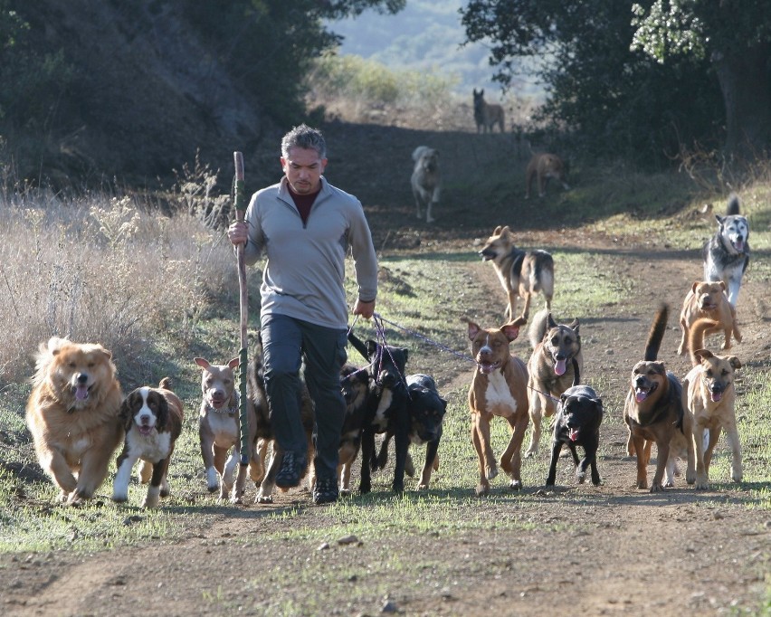 Cesar Millan w Łodzi. Zaklinacz psów wystąpi w Atlas Arenie