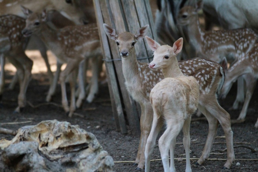 12 danieli urodziło się w mini zoo w Koninie