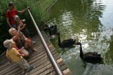 Poznań - W Starym Zoo wykluły się trzy łabędzie... czarne [ZDJĘCIA, WIDEO]