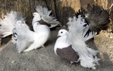 Kalisz: Policja ustaliła 25-letniego złodzieja rasowych... gołębi