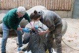Lekarze z RPA wycięli cios słoniowi Ninio z poznańskiego zoo. 5-tonowy pacjent znów u dentysty