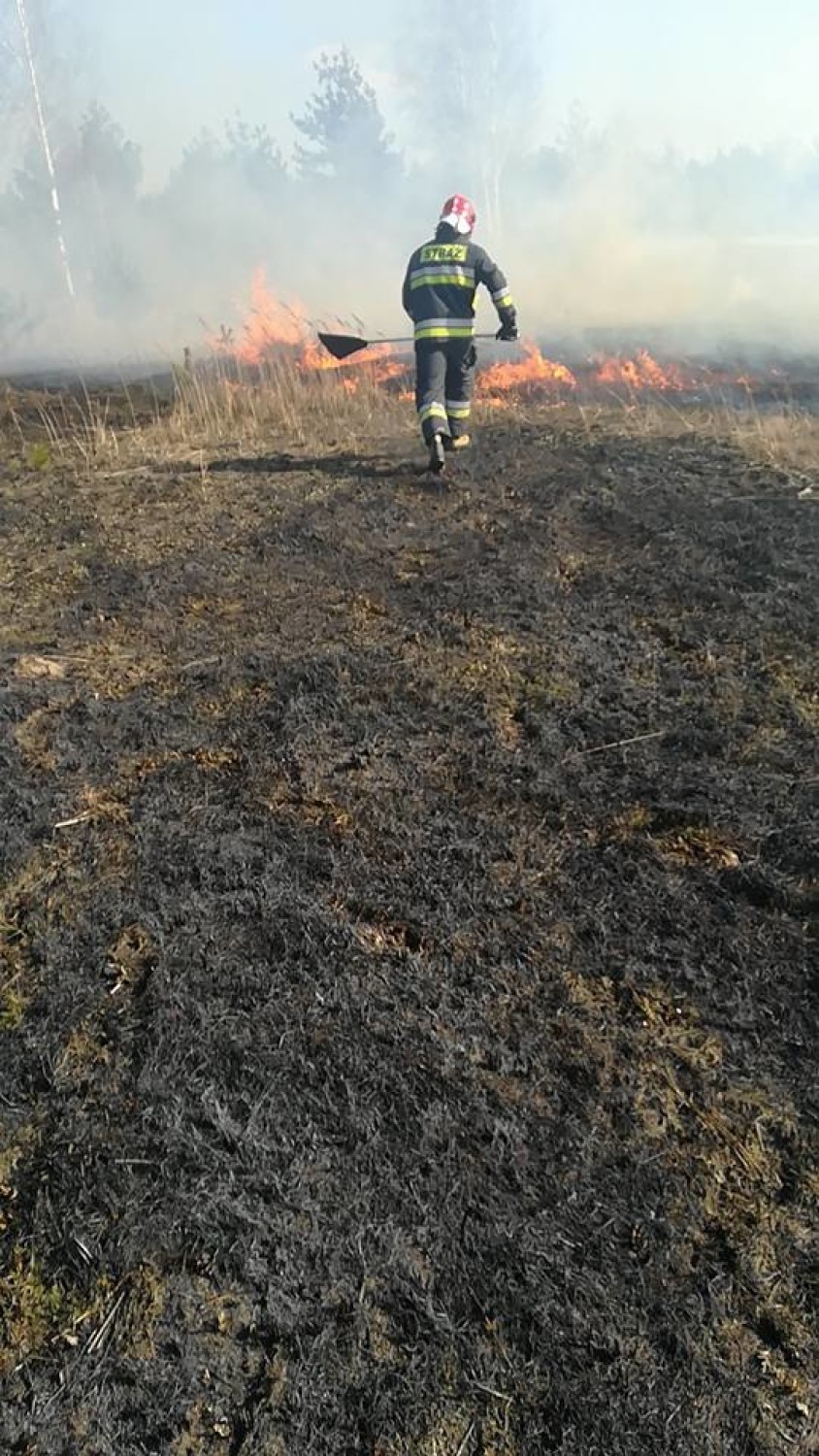 Pożar suchych traw w Dankowie ZDJĘCIA                              
