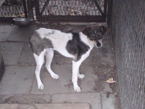Piesek młody, skory do zabawy , czeka na swego opiekuna. Pies znaleziony 25 lipca 2012 na ul Gajowej.
